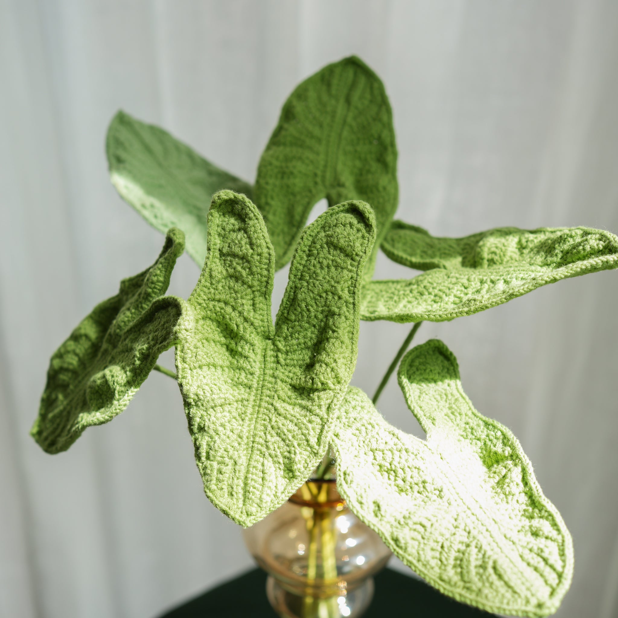 Alocasia zebrina