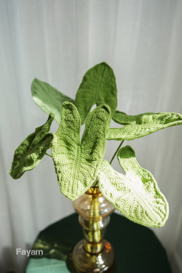 Alocasia zebrina