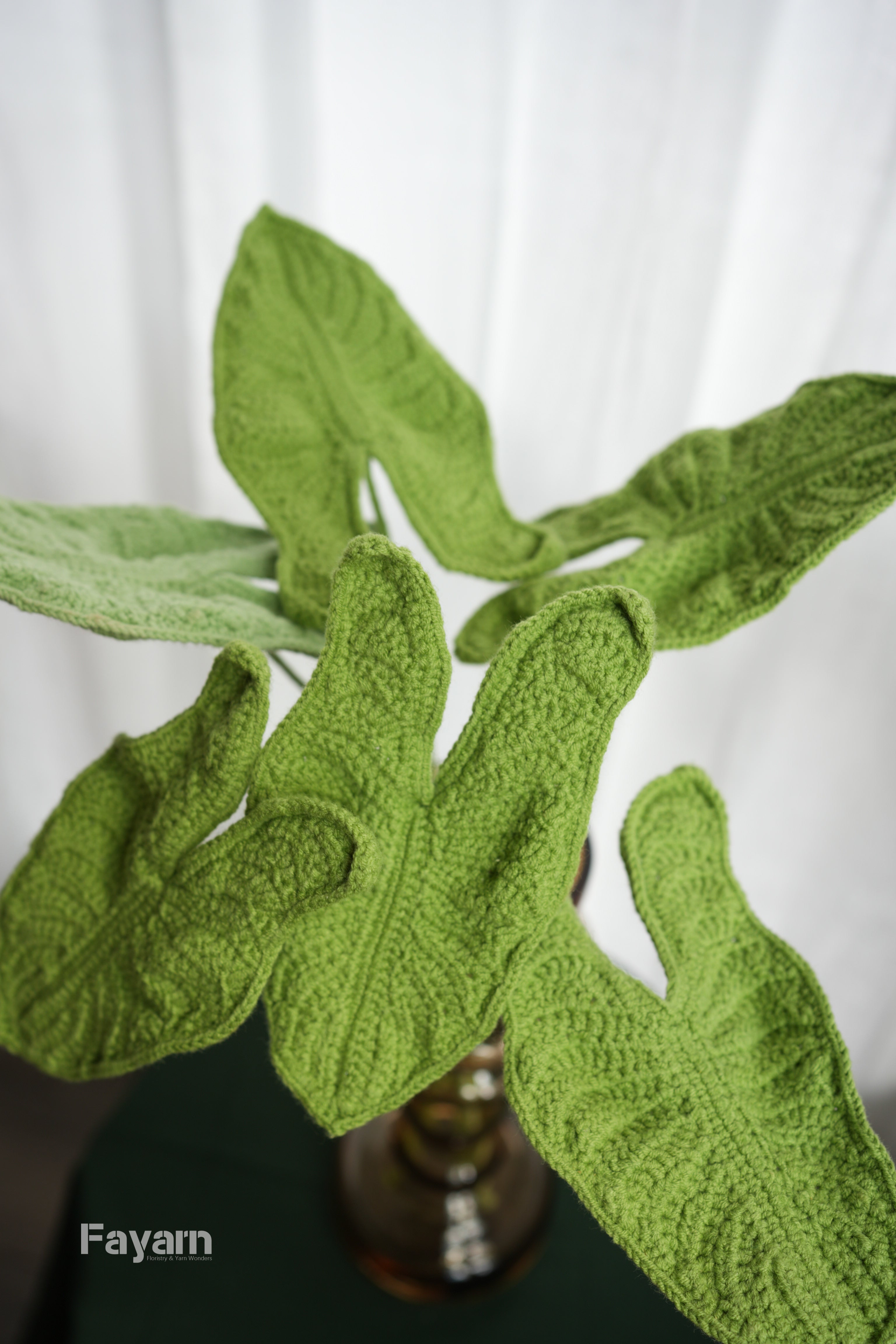 Alocasia zebrina