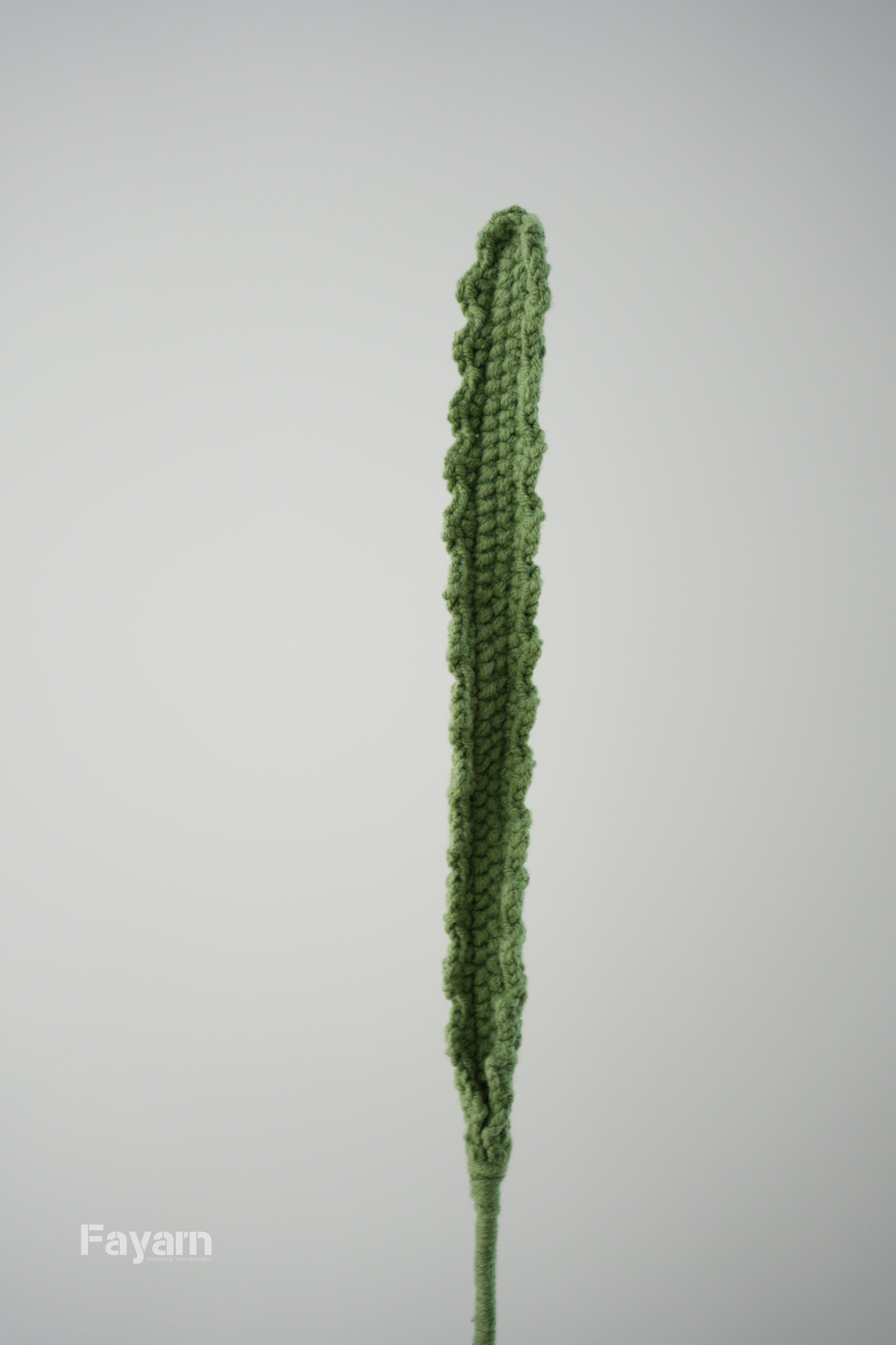 Banksia ‘Hookeriana’ Sawtooth leaf