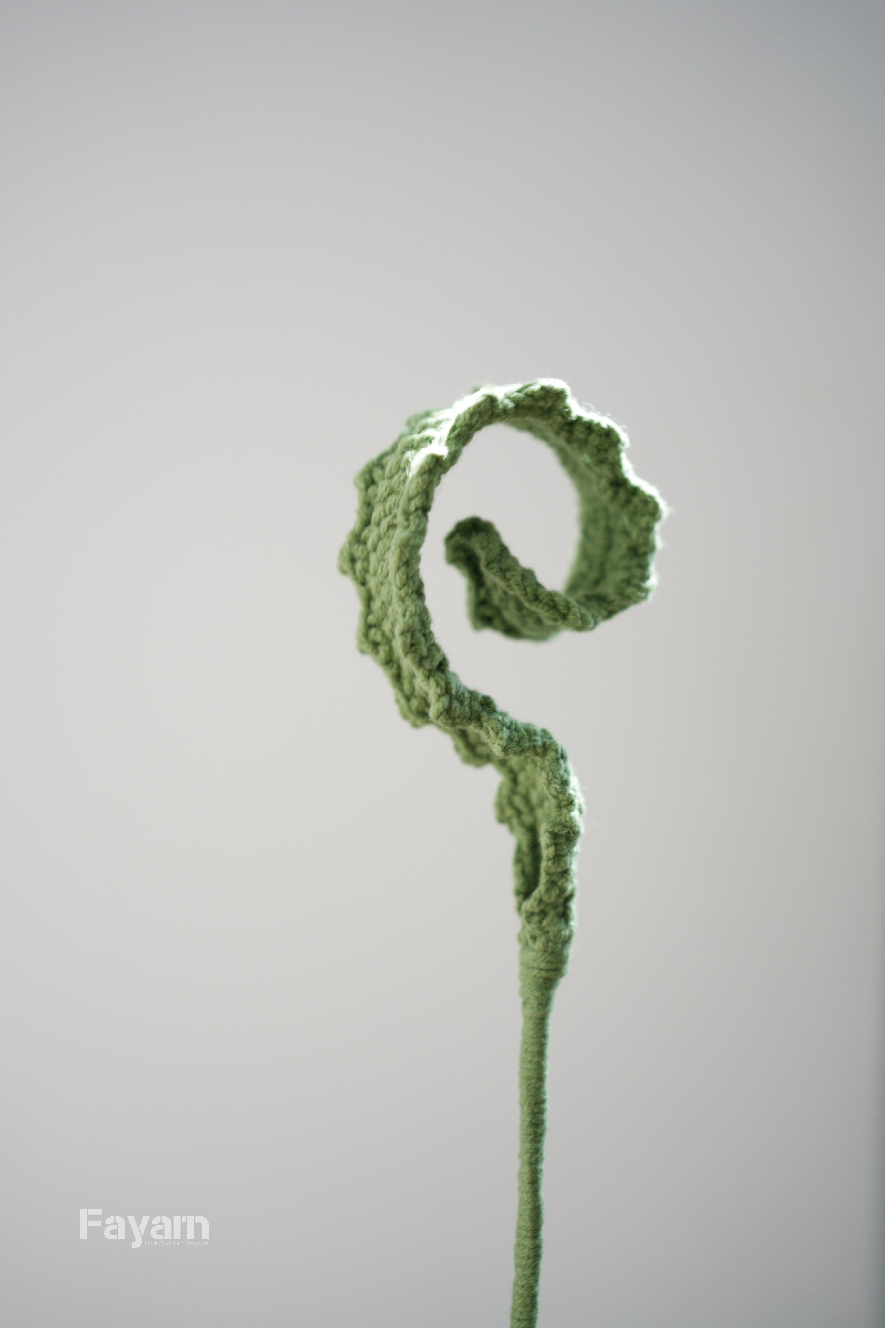 Banksia ‘Hookeriana’ Sawtooth leaf