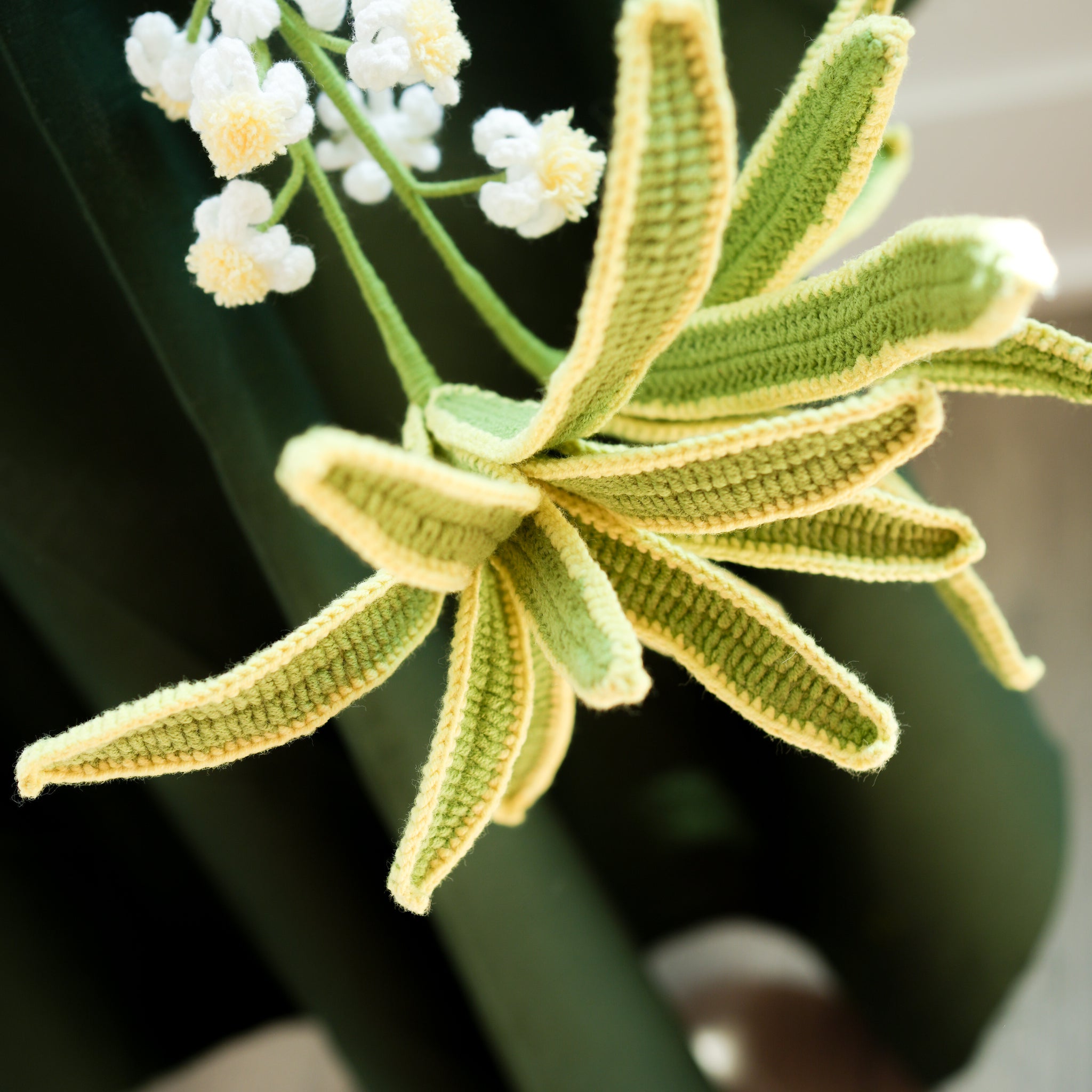 Chlorophytum Ocean (Spider Plant)