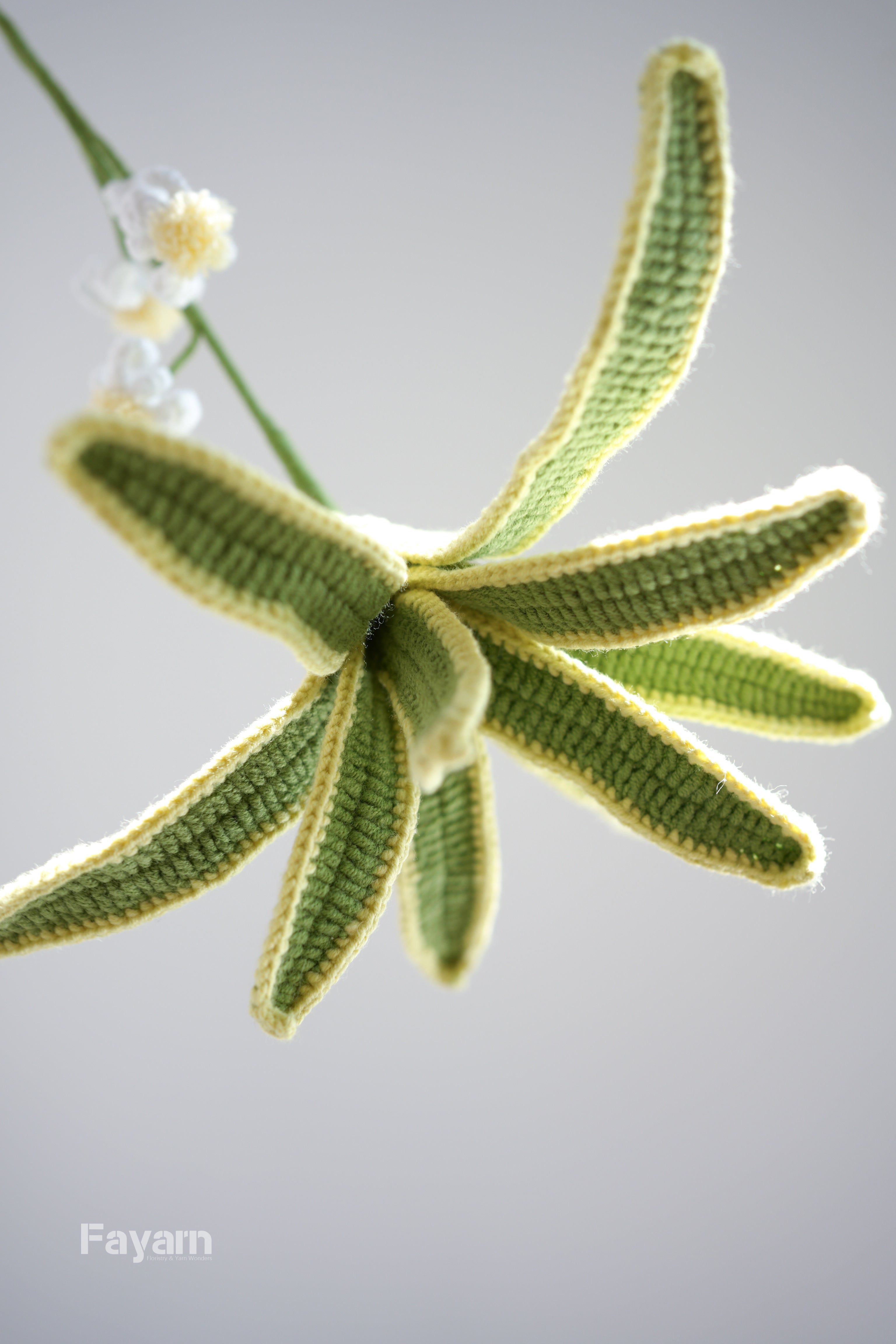 Chlorophytum Ocean (Spider Plant)