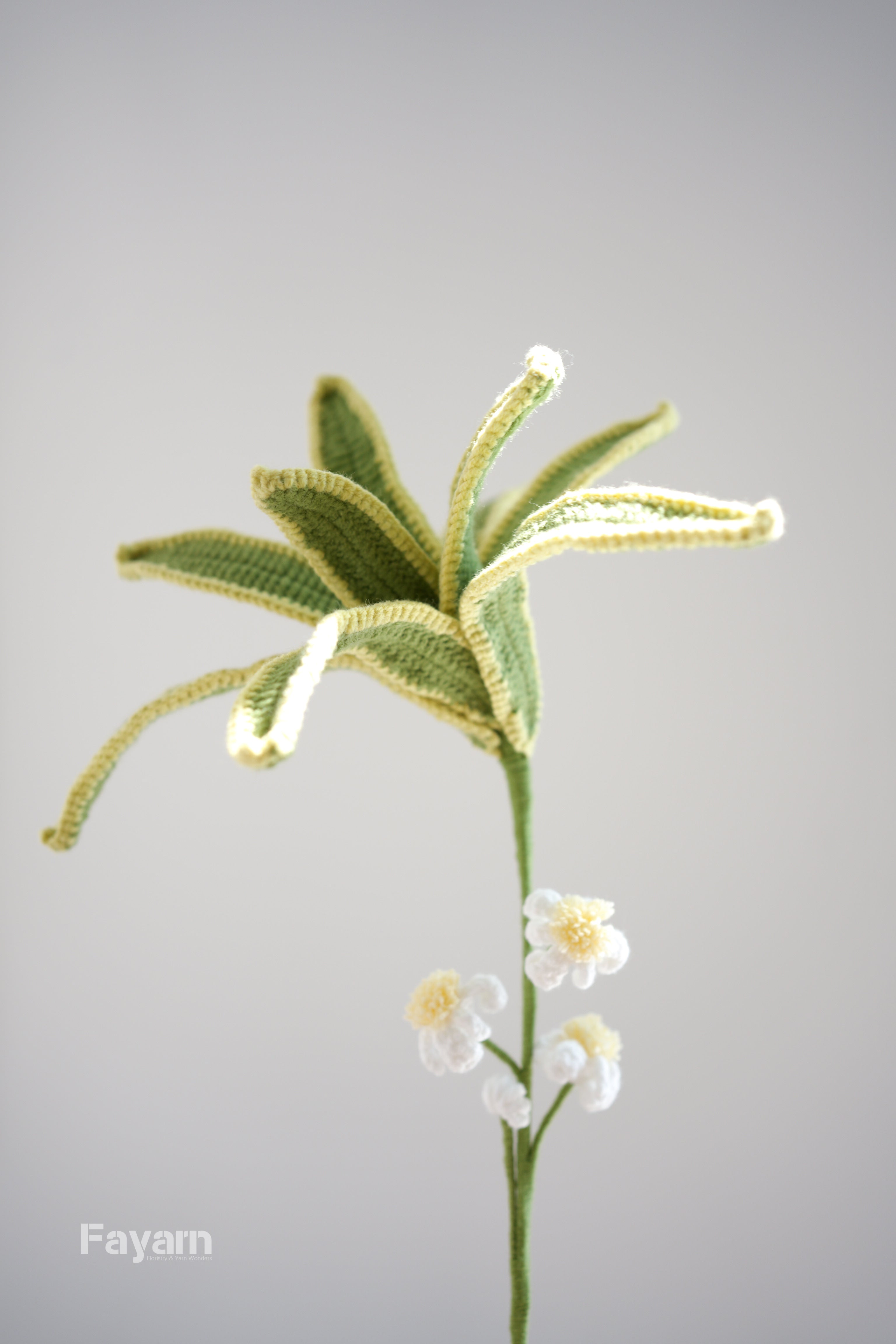 Chlorophytum Ocean (Spider Plant)