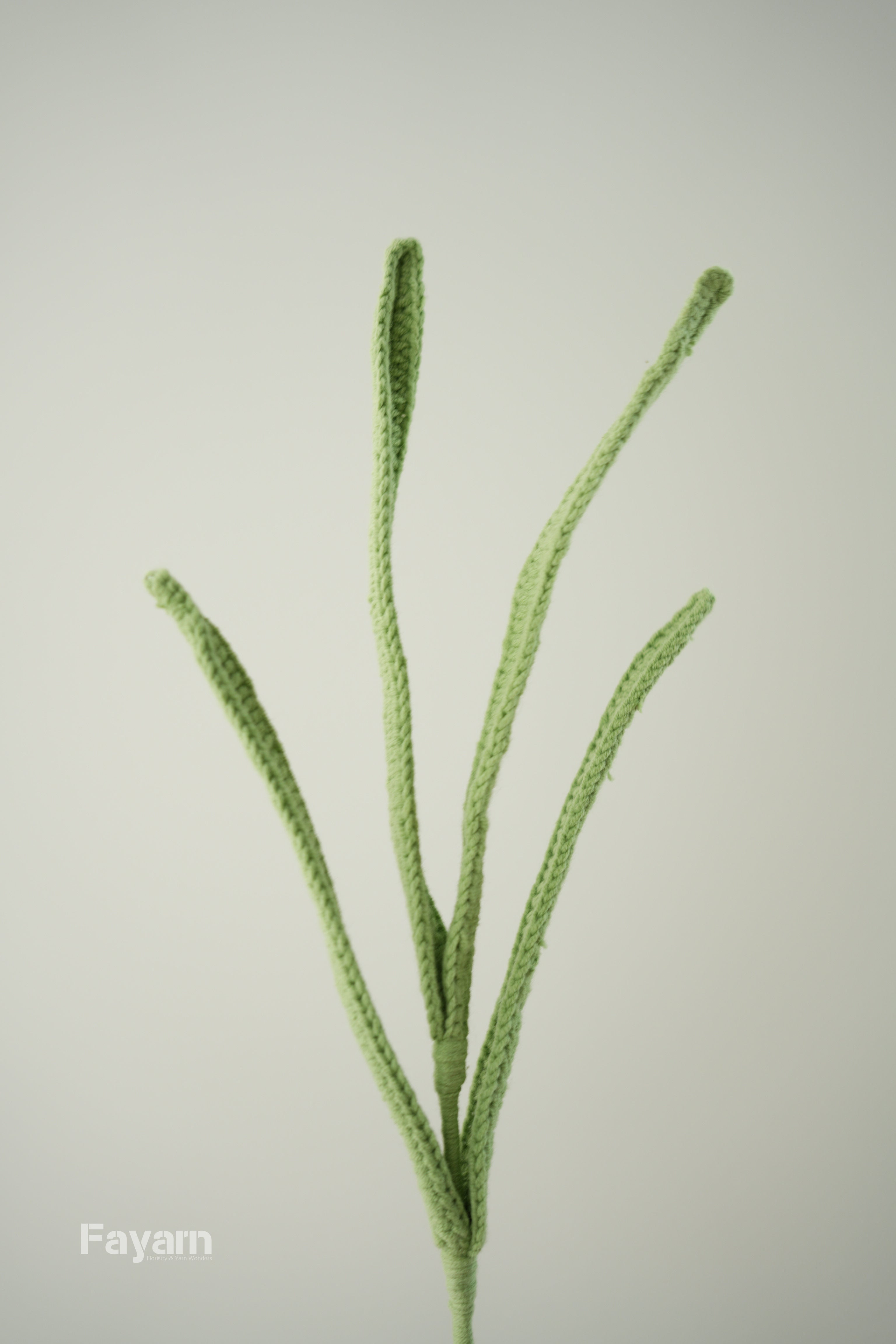 Cymbidium faberi leaves