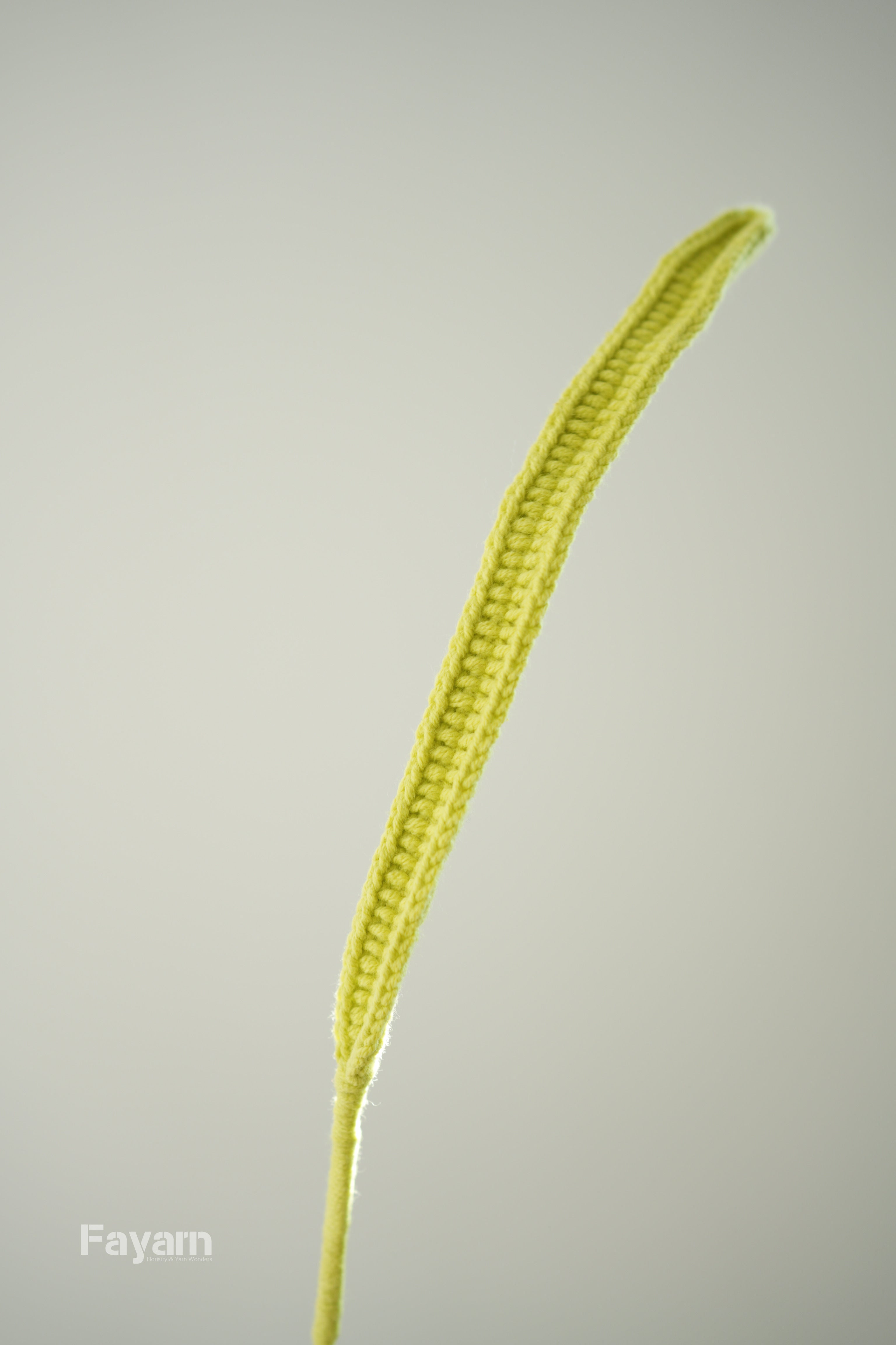 Cymbidium faberi leaves