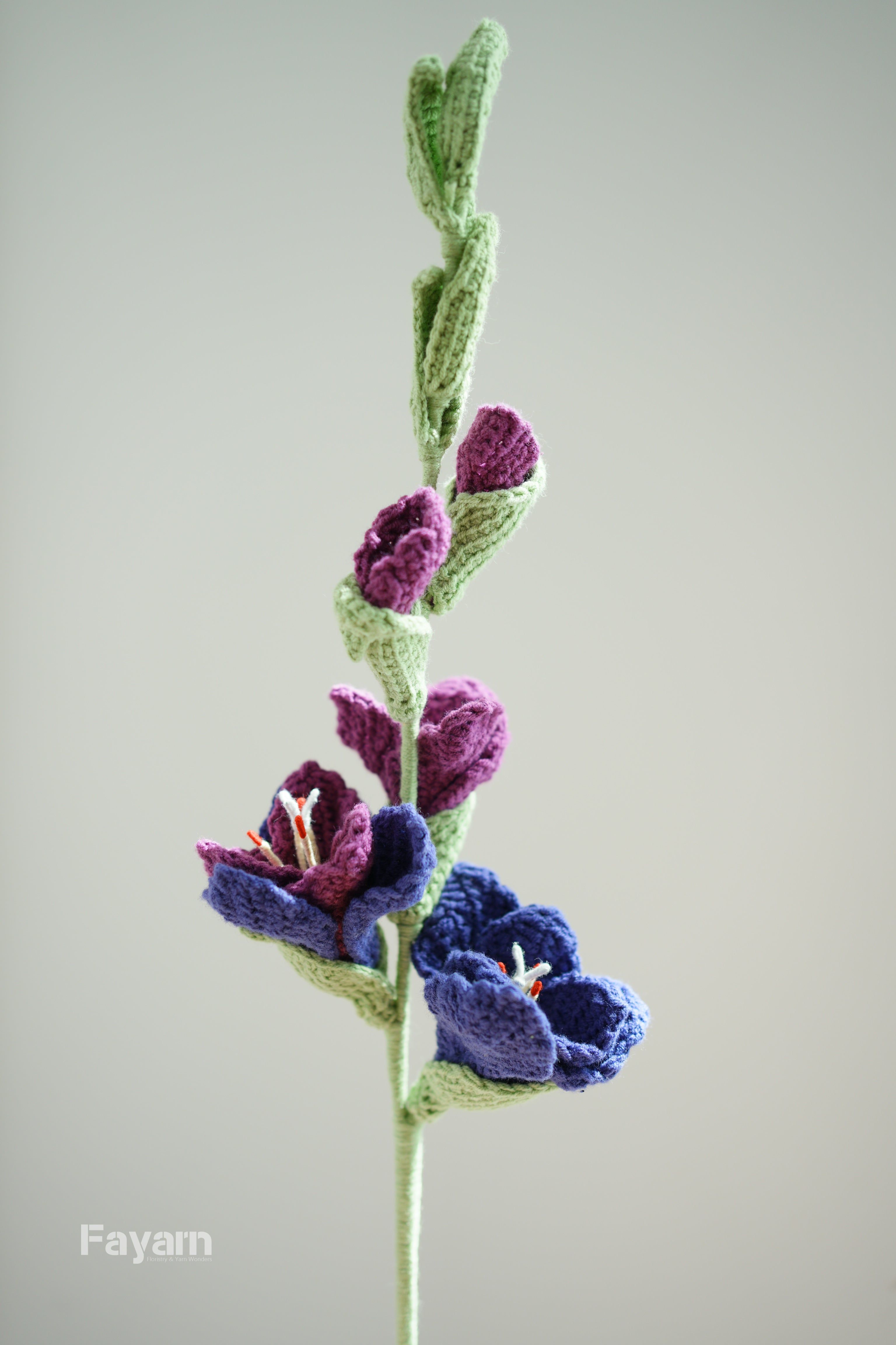 Gladiolus