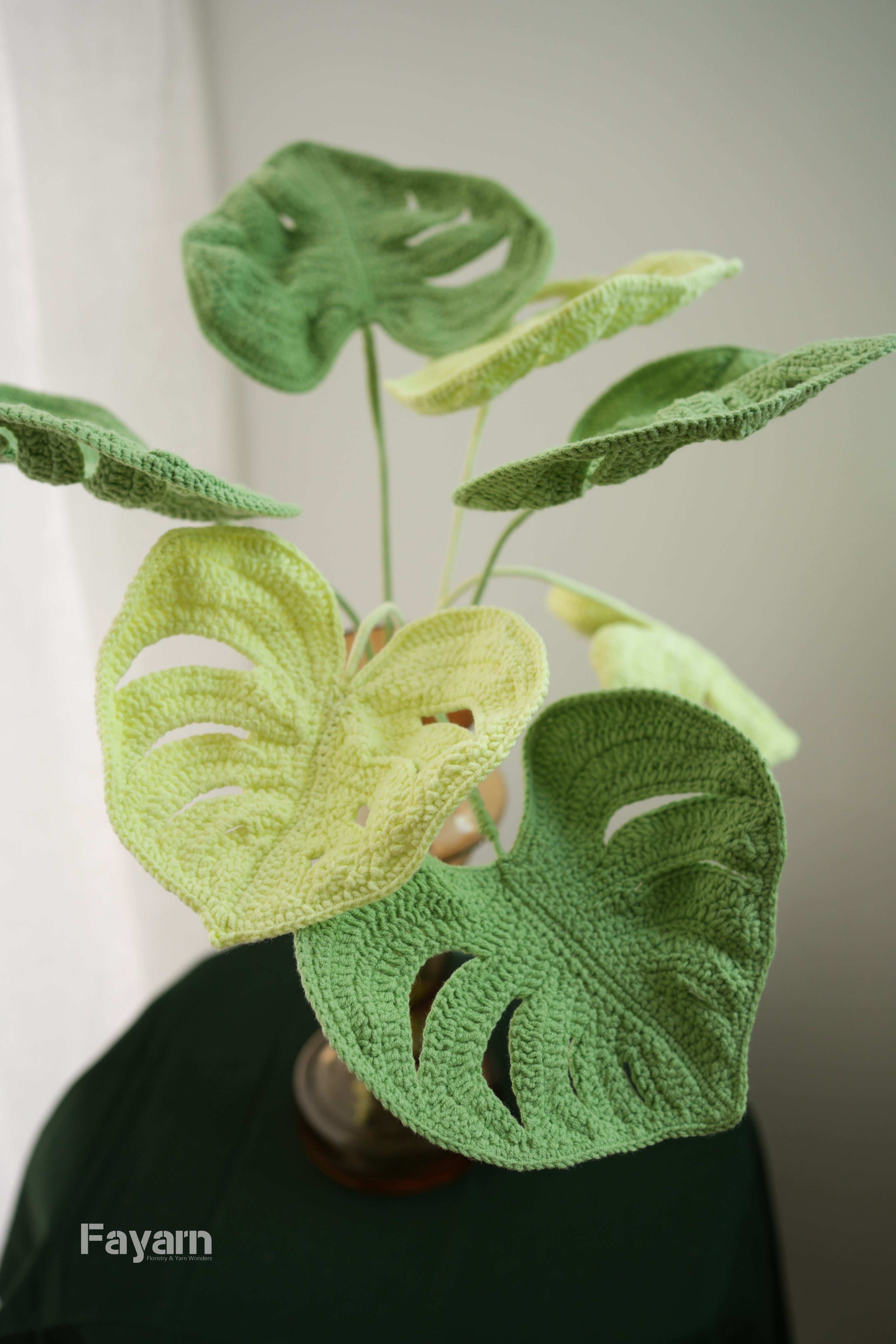 Monstera deliciosa