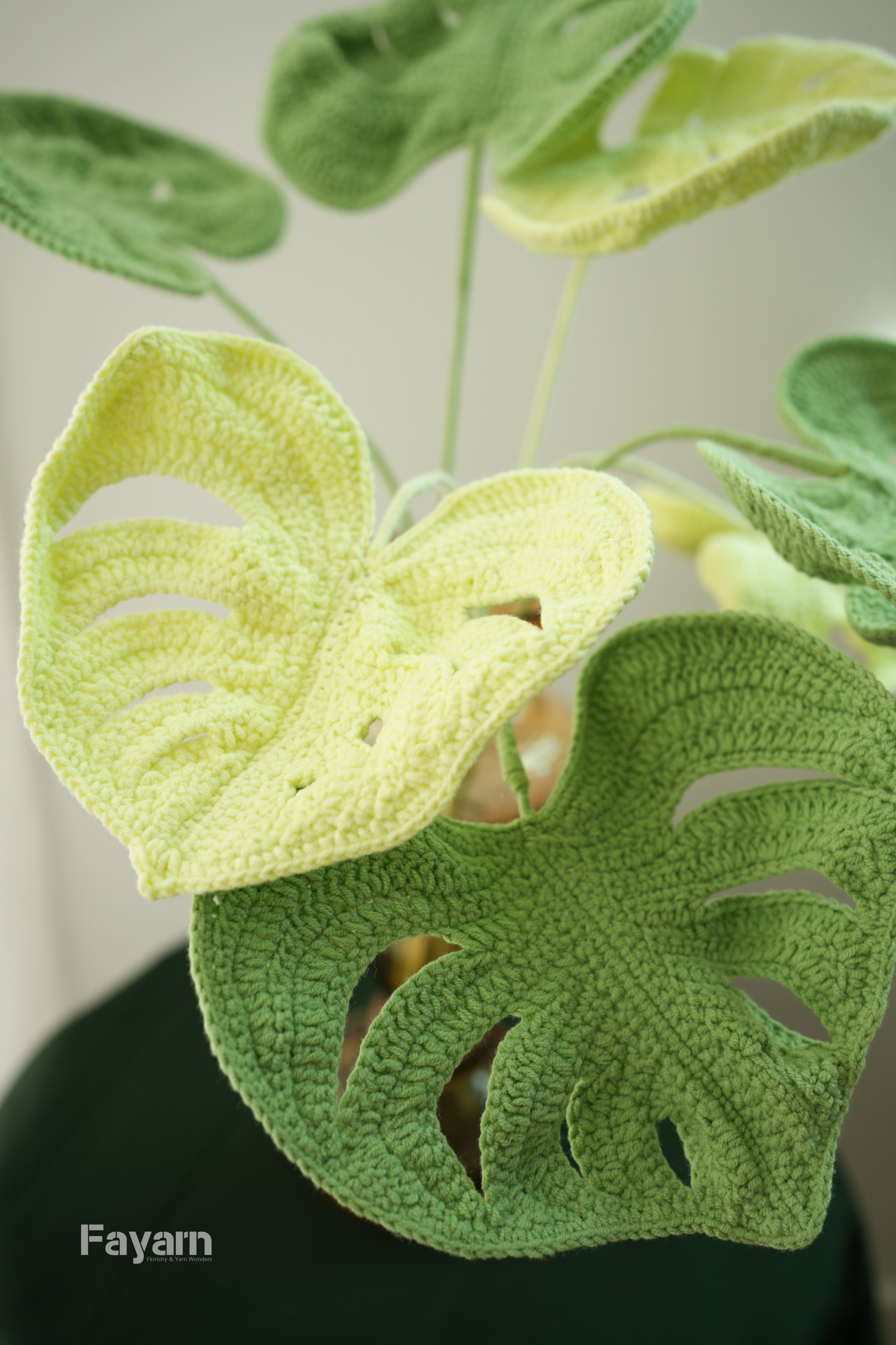 Monstera deliciosa