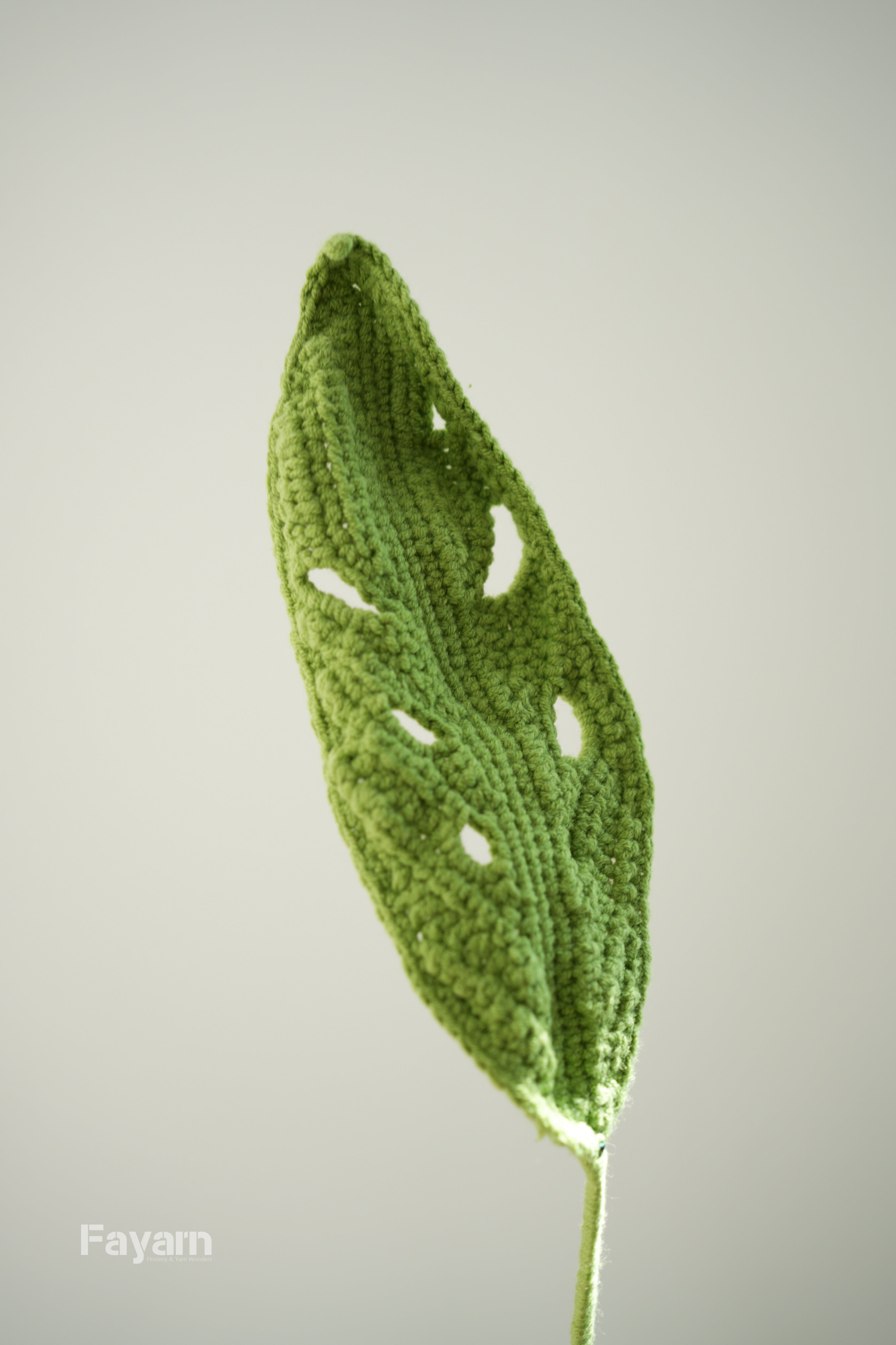 Monstera obliqua Amazon
