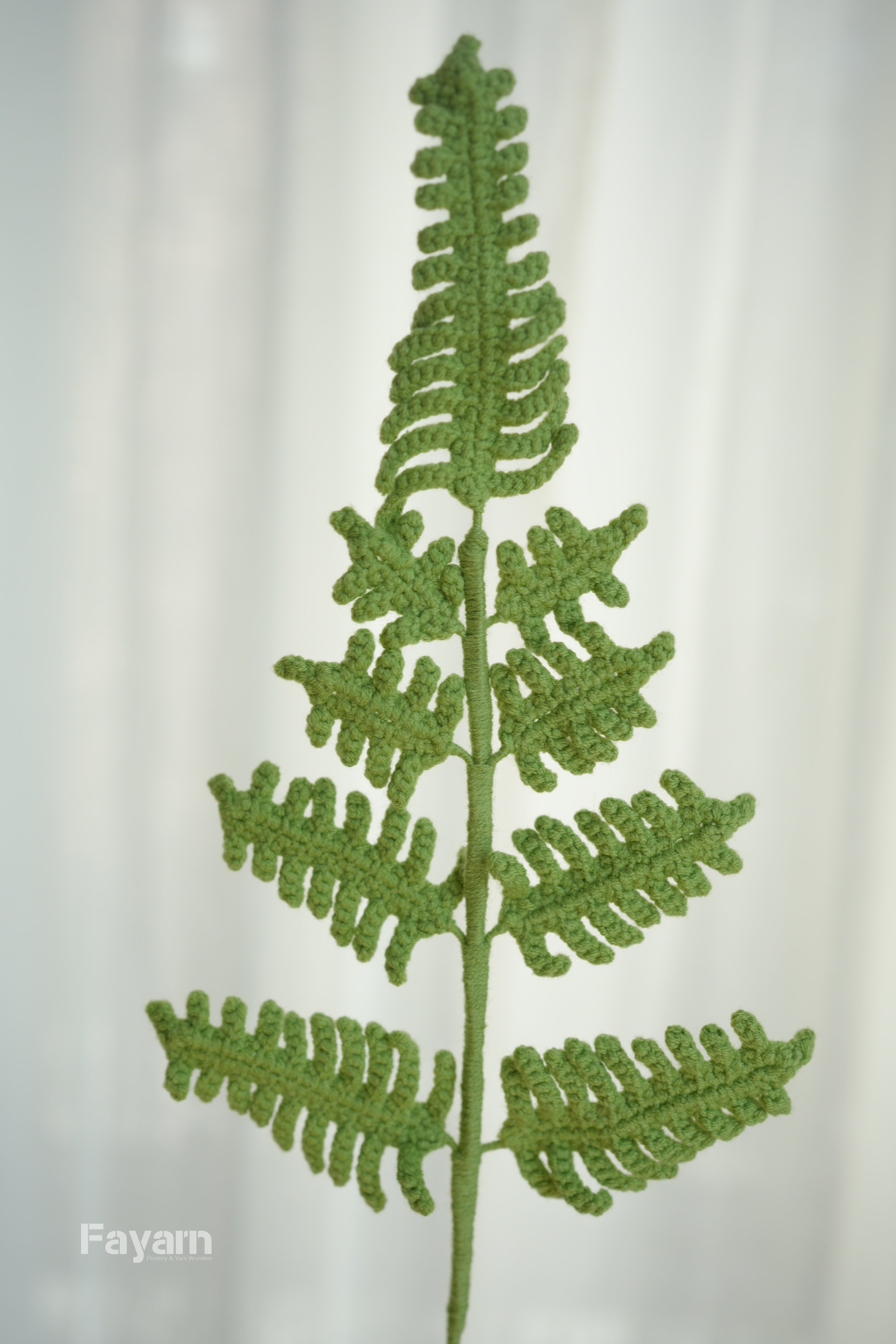 Rabbit's Foot Fern