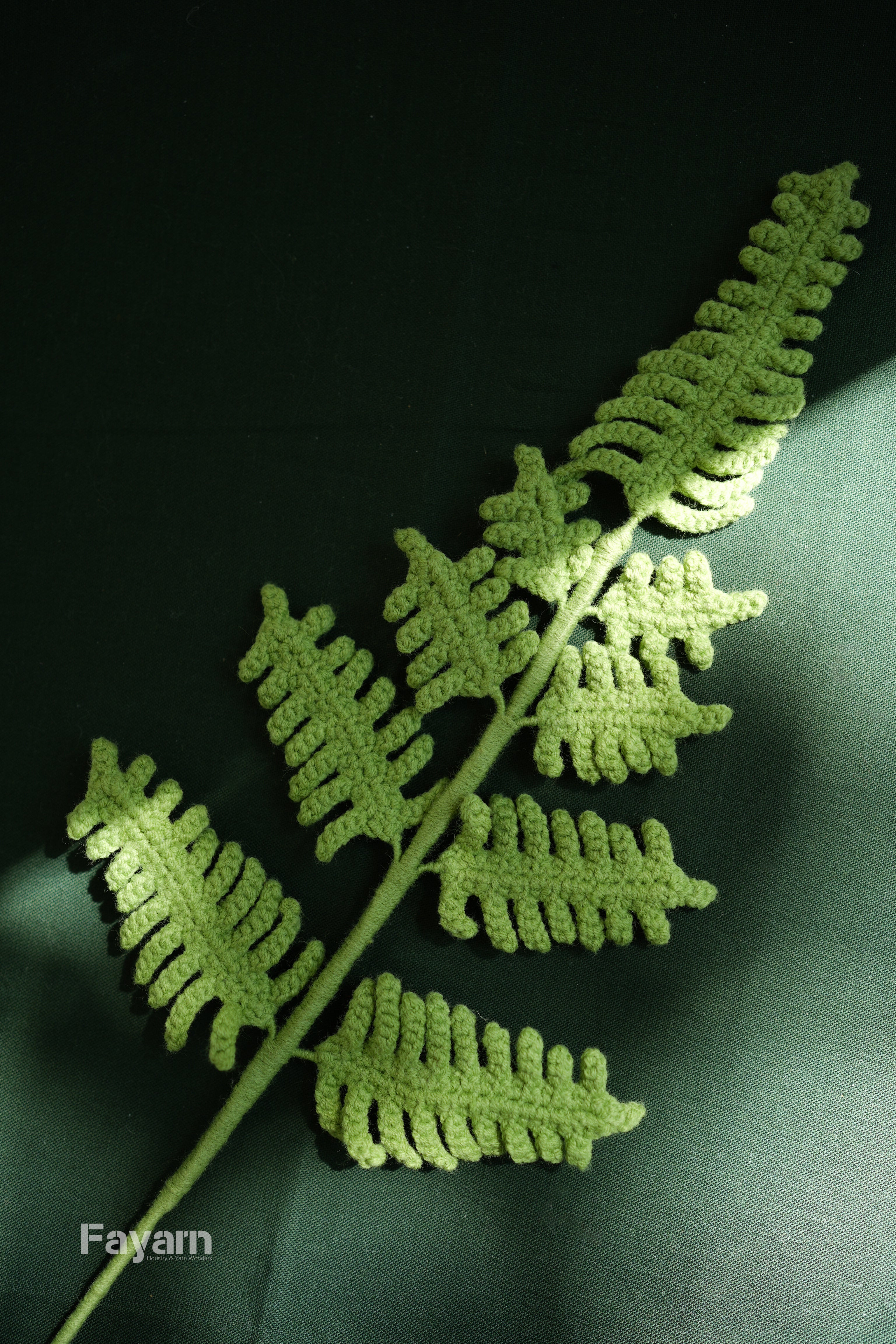 Rabbit's Foot Fern
