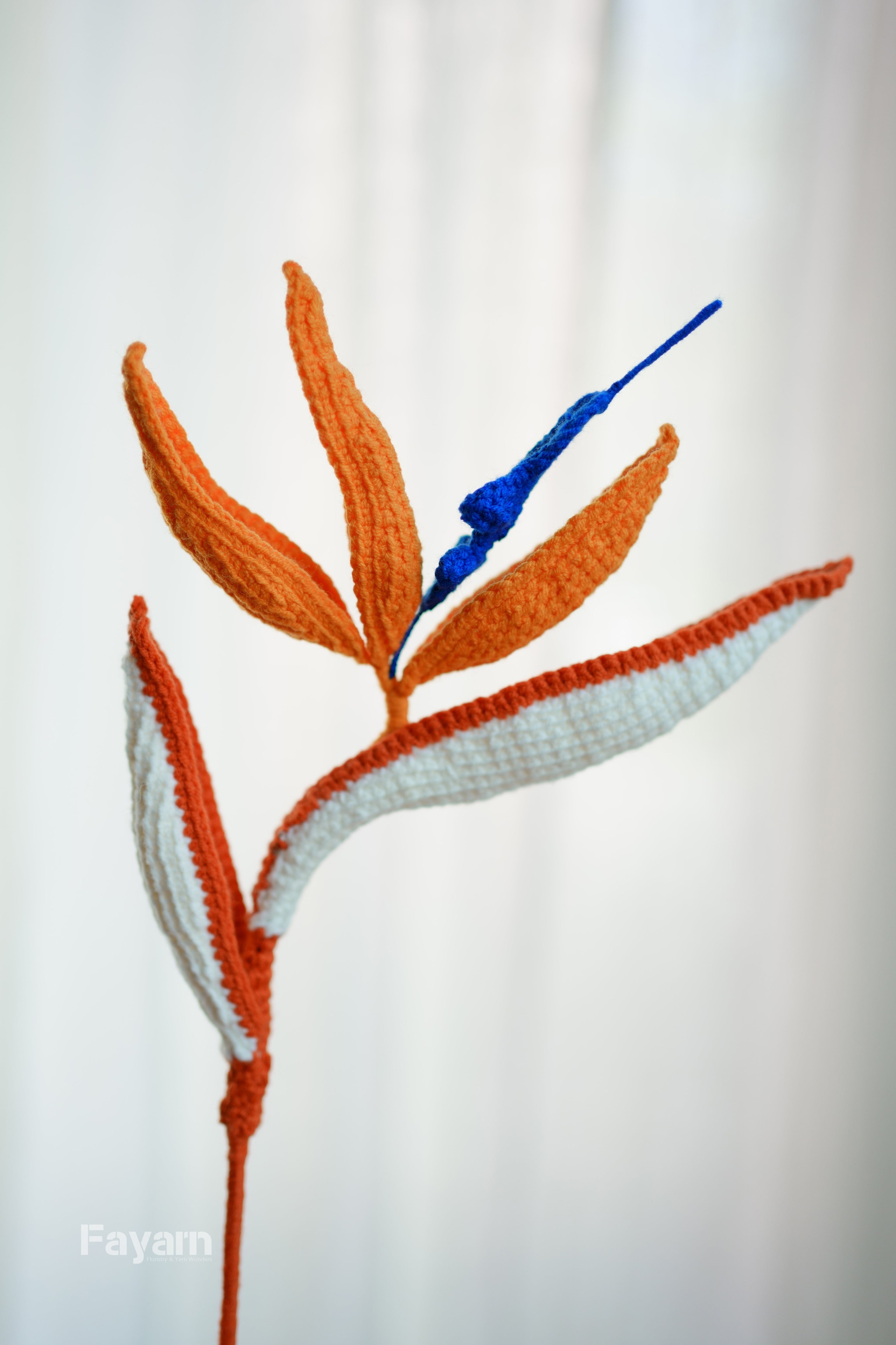 Strelitzia reginae (Bird of Paradise)