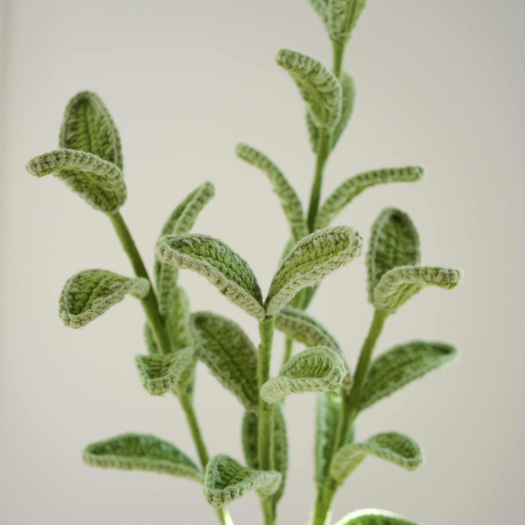 Variegated Boxwood Stem