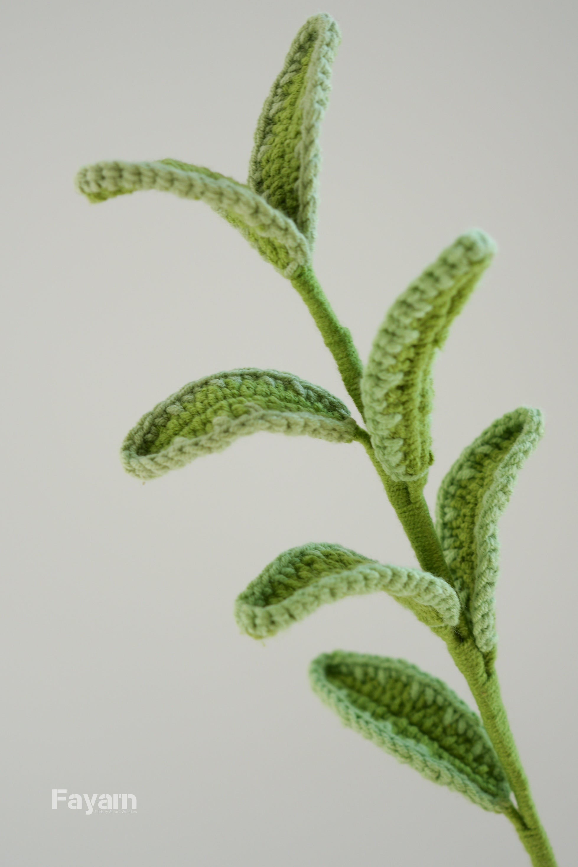 Variegated Boxwood Stem